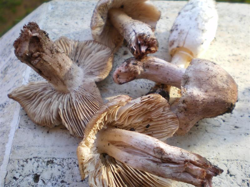 Che funghi sono?